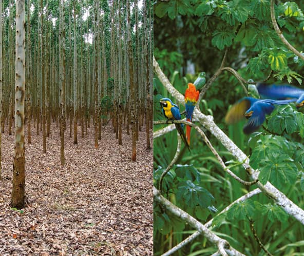 Collage Bamplantage vs Regenwald