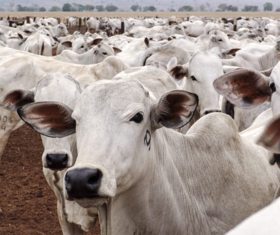 Rinderherde in Mato Grosso