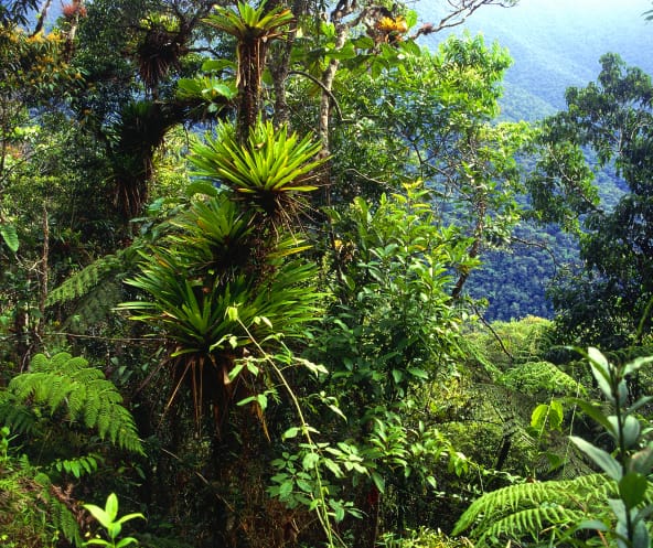 Regenwald, Tipuani