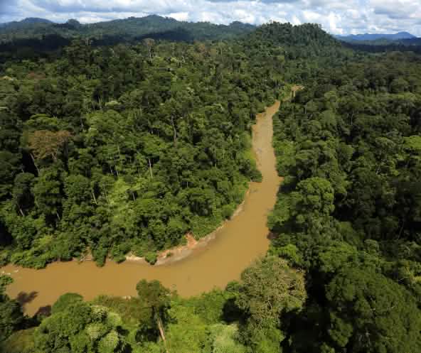 Ein Fluss im Regenwald von Borneo von oben