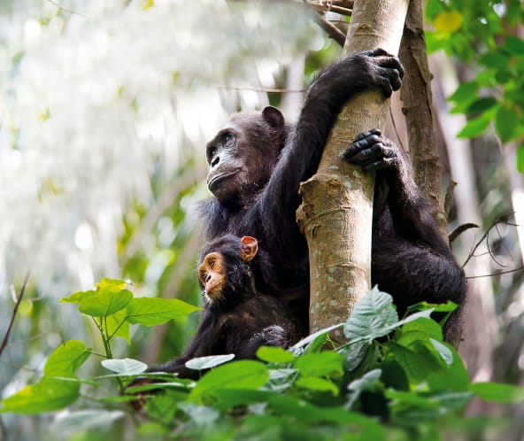 Schimpansenmutter mit Kind auf Baum, Tanzania