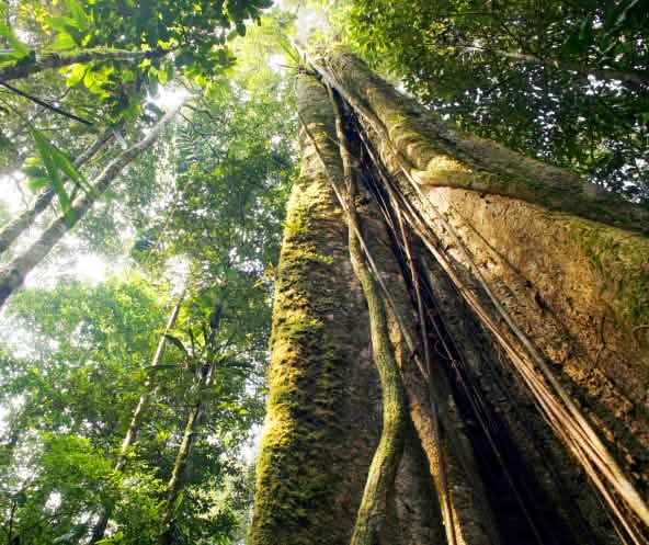 Regenwald am Amazonas