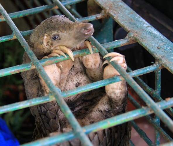 Schuppentier in einem Käfig im Riau Natural Resource Conservation Centre, Indonesien.