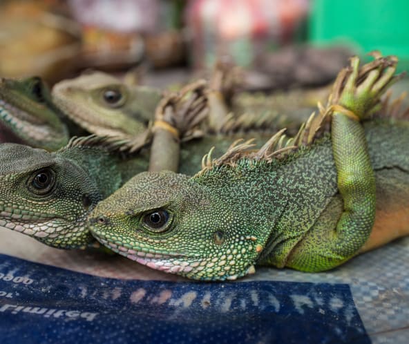Grüner Leguan auf einem ländlichen Markt