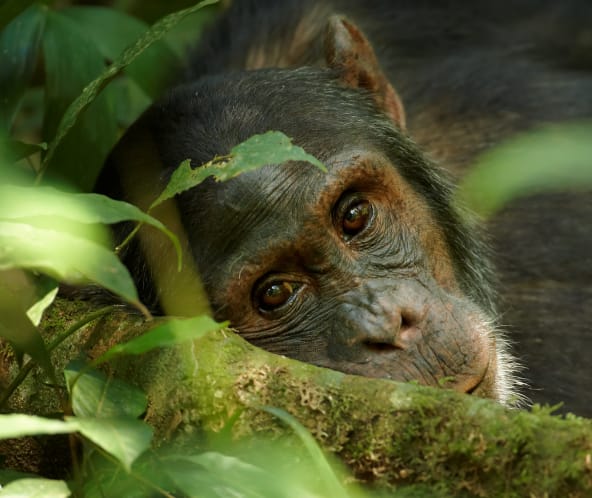 Nahaufnahme eines alten Schimpansen in Uganda