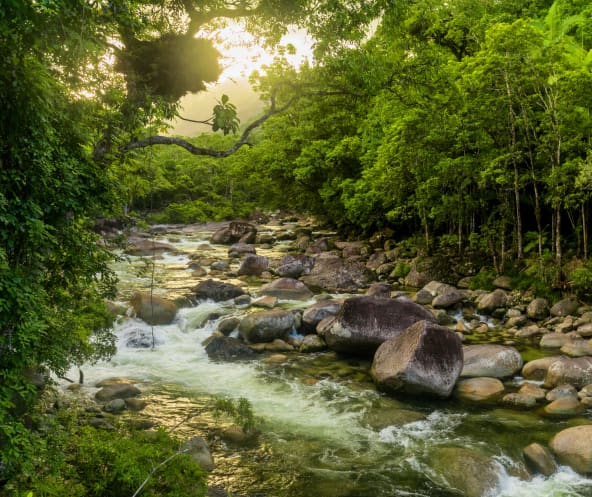 Daintree Nationalpark in Australien