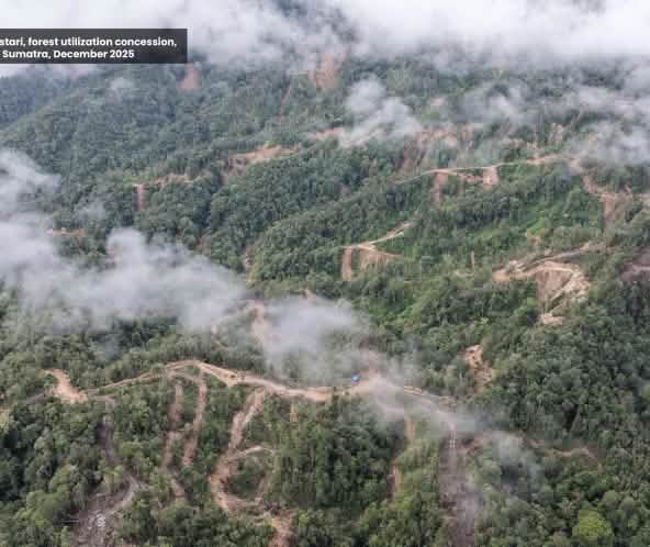 Drohnenfoto von Holzeinschlag im Bergwald