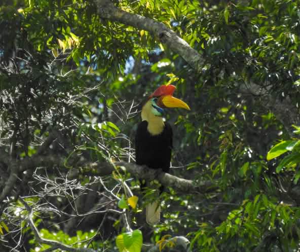 Sulawesi-Hornvogel im Baum