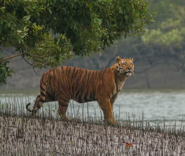 Tiger in Mangroven der Sundabarns