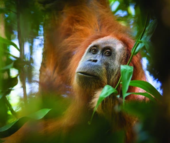 Pongo Tapanuliensis