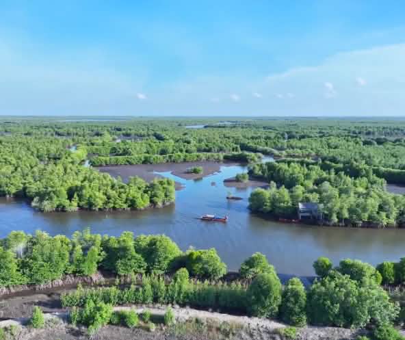 Mangrovenwald von oben