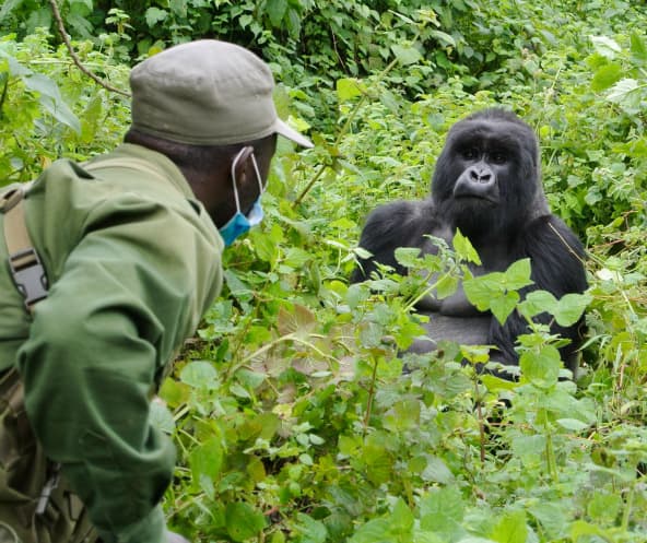 Gorilla und Ranger im Virunga Park