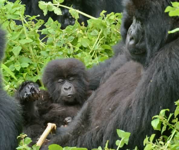 Gorillas im Virunga Nationalpark