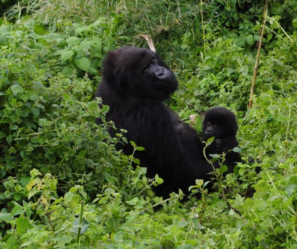 Gorilla mit Baby im Virunga Park