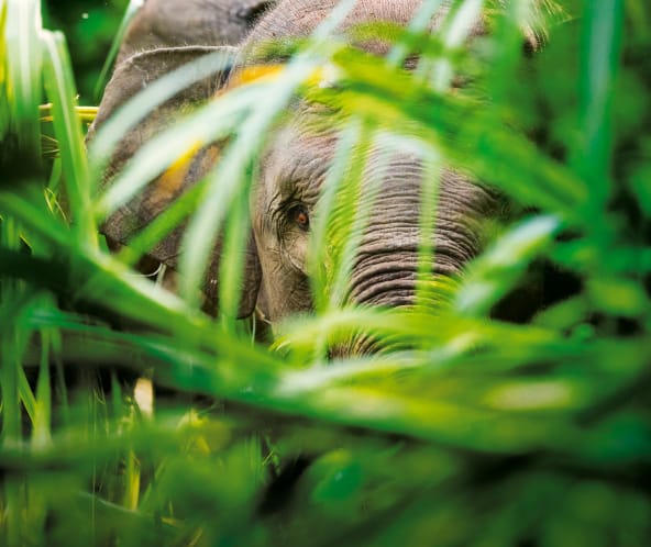 Sumatras Waldelefant Gebüsch