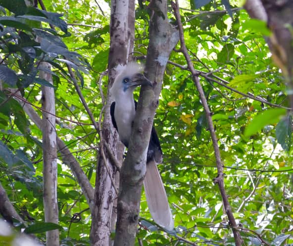 Langschopf-Hornvogel