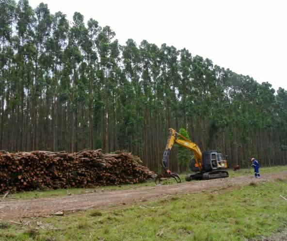 Baumplantage in Südafrika