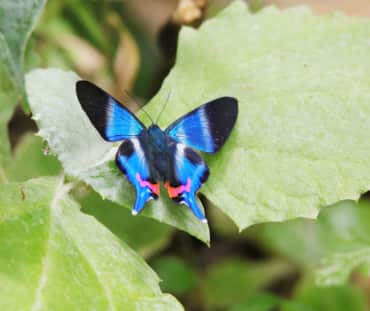 Schmetterling im Manu Nationalpark