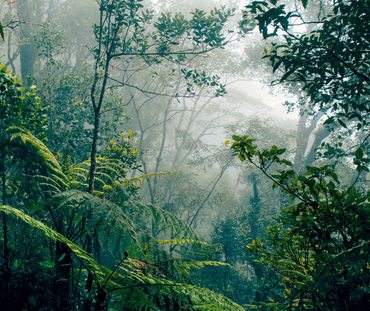 Regenwald auf Borneo