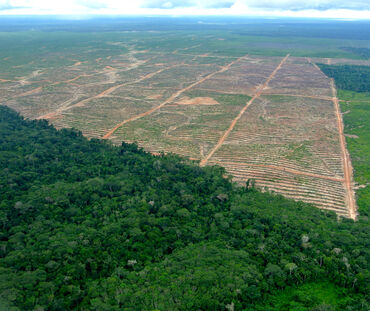 Luftbild einer Rodung für Palmöl in Peru