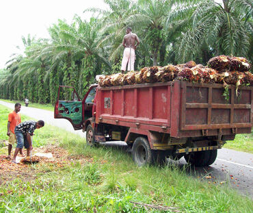 Staatliche Ölpalmplantage in bei Manokwari, Westpapua