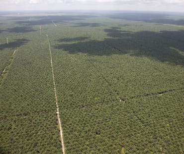 Luftaufnahme von sich bis zum Horizont ausdehnenden Ölpalmplantagen