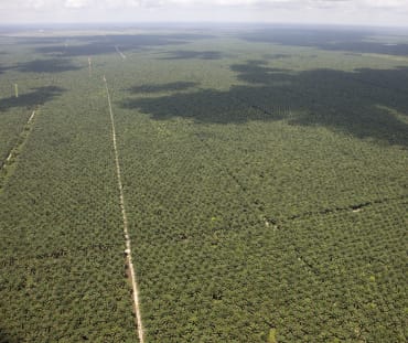 Luftaufnahme von sich bis zum Horizont ausdehnenden Ölpalmplantagen