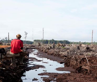 Ein Blick auf die traurige Wahrheit: Abholzung und Zerstörung