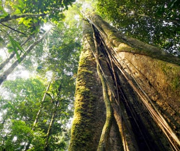 Regenwald am Amazonas