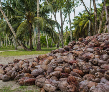 Braune reife Kokosnüsse auf Kokosnussplantage