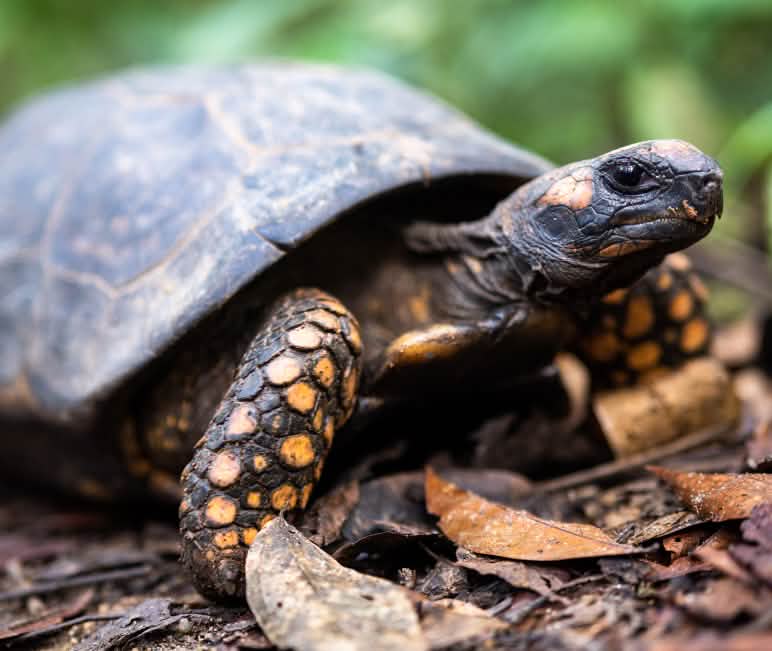 Waldschildkröte