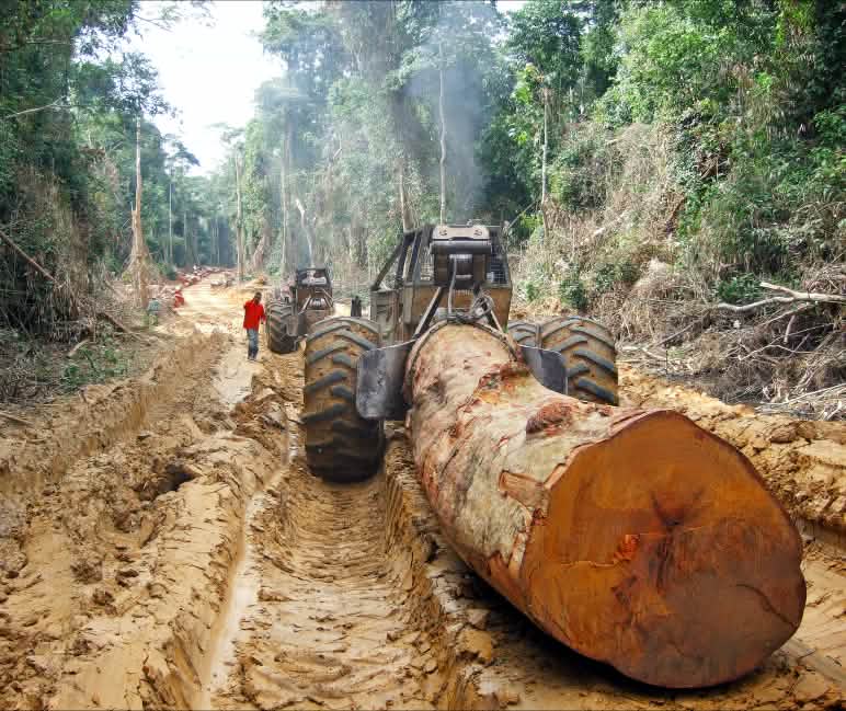 Tropenholz-Einschlag im Regenwald des Kongobeckens Der Stamm eines tropischen Baumriesen wird von einem Forstschlepper aus dem Regenwald in Zentralafrika gezogen