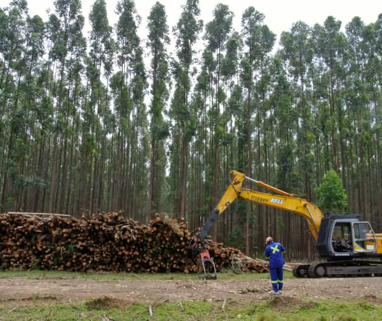 Wenig Arbeitsplätze: Holzernte auf einer Eukalyptus-Plantage in Südafrika Baumplantage mit Eukalyptus in Südafrika