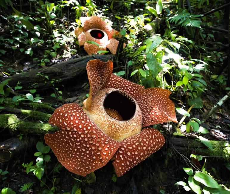 Rafflesia