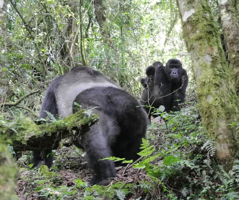 Viele Gorillas leben in Schutzgebieten. Östliche Flachlandgorillas mit Zwillingsbabys im Kahuzi-Biega Nationalpark