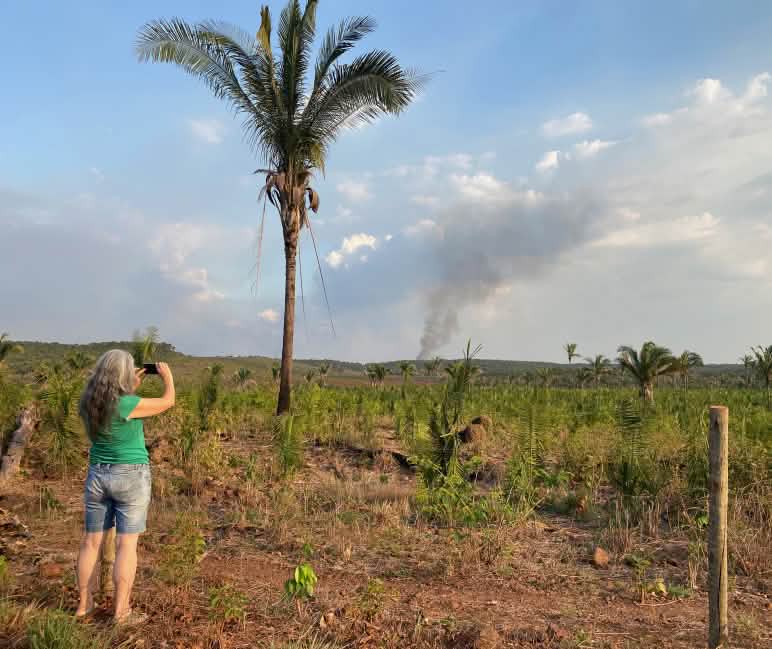Rodung in Maranhao, Cerrado