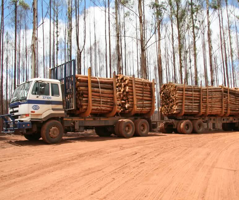 Holzlaster auf einer abgebrannten Eukalyptus-Plantage in Swasiland im südlichen Afrika Holzernte auf abgebrannten Eukalyptus-Plantagen in Swasiland, Afrika
