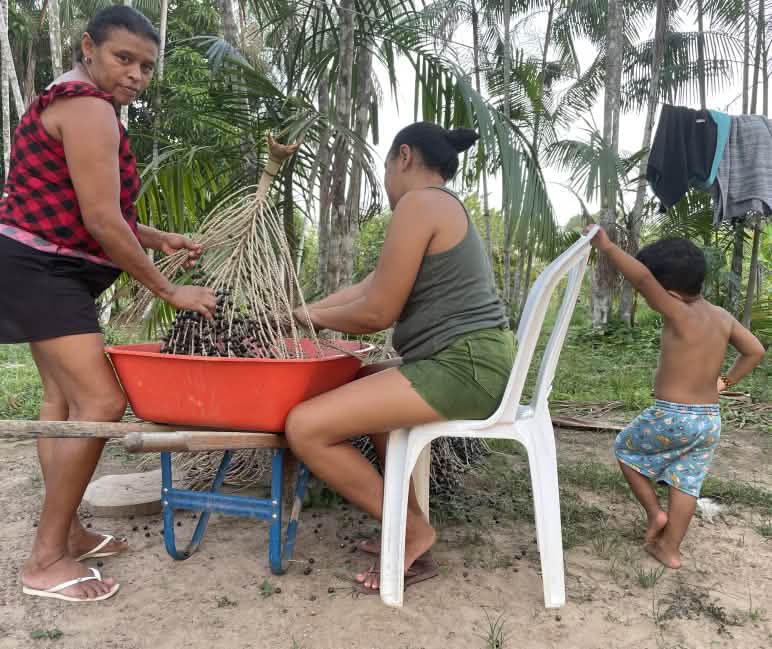 Ernte der Früchte der Açaí-Palme