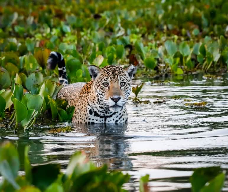 Jaguar im Wasser