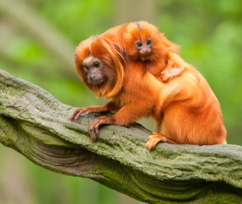 Goldenes Löwenäffchen