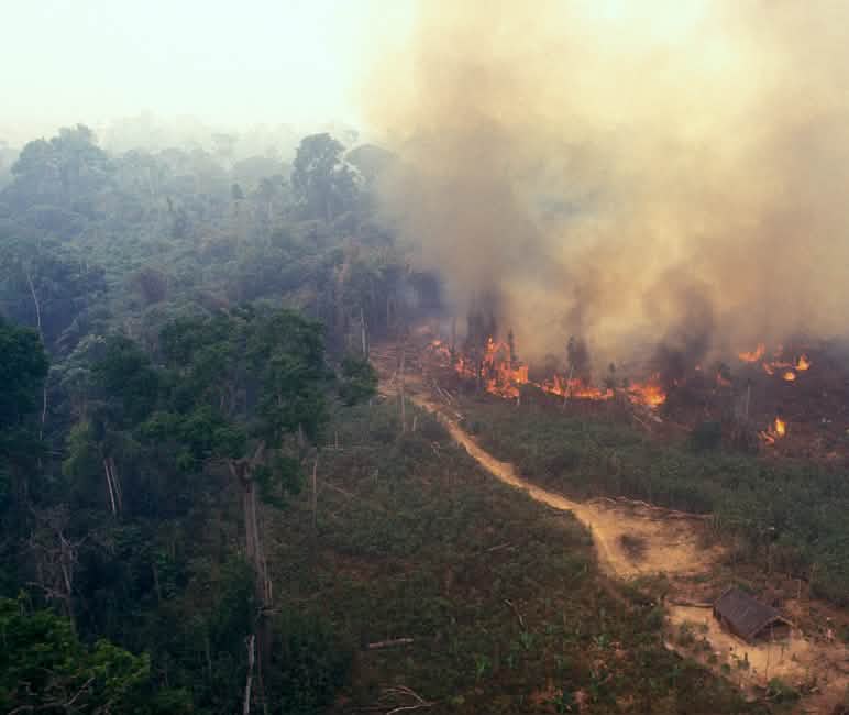 Feuer am Amazonas