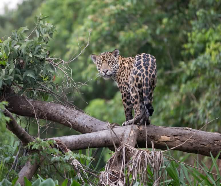 Ein Jaguar blickt vom einem umgestürzten Baum im Regenwald Richtung Kamera