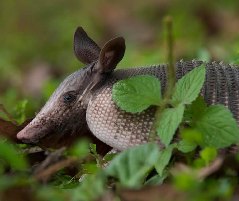 Neunbinden-Gürteltier