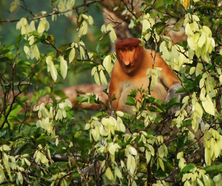 Nasenaffe im Baum