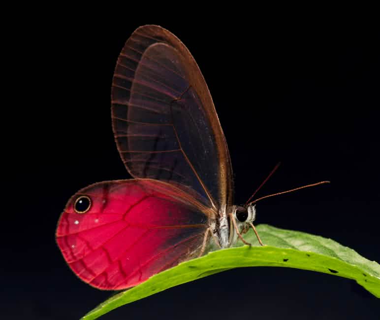 Schmetterling Cithaerias pireta
