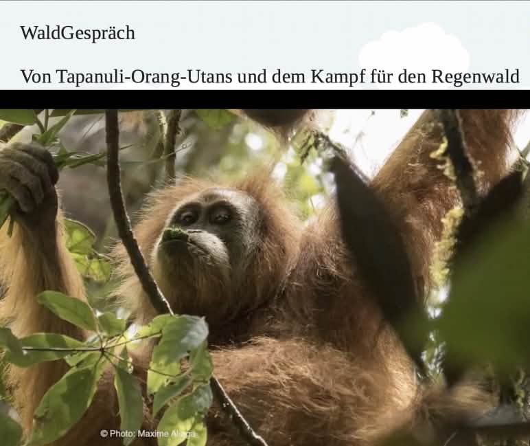 Tapanuli-Orang-Utan