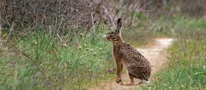 Feldhase sitzt auf Feldweg