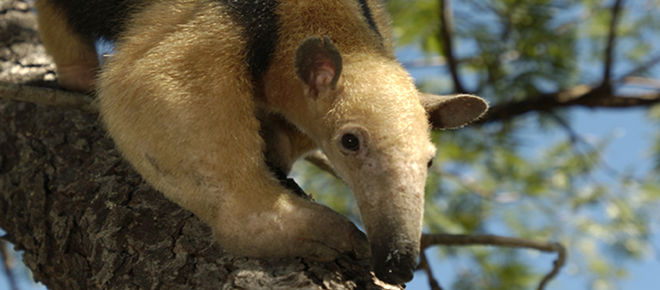 Südlicher Tamandua (Tamandua tetradactyla) im Cerrado in Brasilien