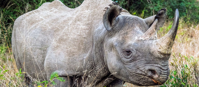 Spitzmaulnashorn