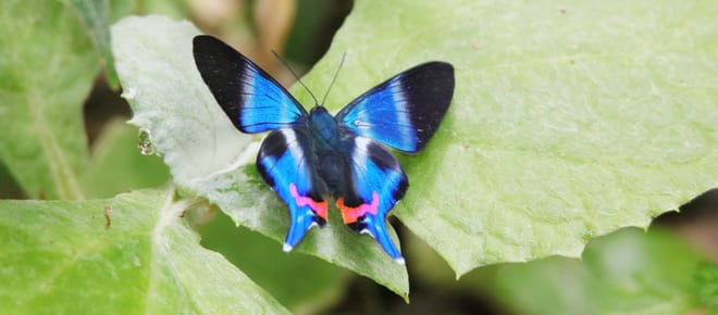Schmetterling im Manu Nationalpark
